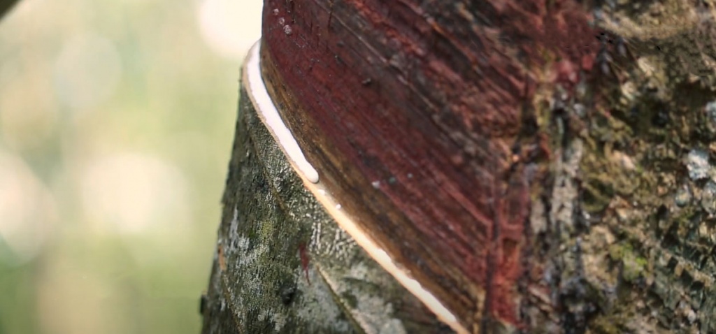Источник каучука - каучуковое дерево